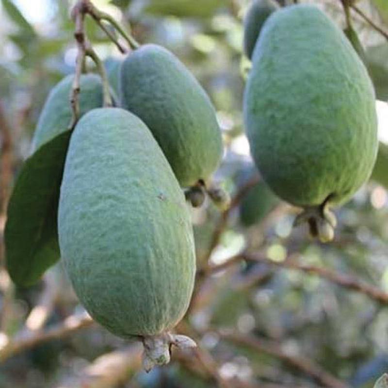 Feijoa Apollo – 3L | Trees | foliumterra.com